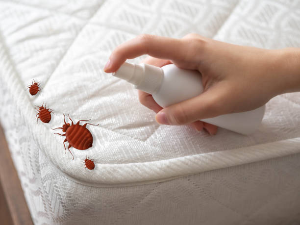 Best Mosquito Control Services  in Stuarts Draft, VA
