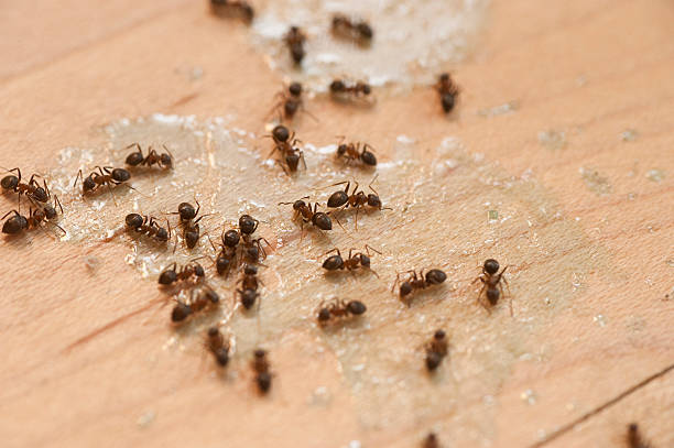 Best Affordable Pest Control Services  in Stuarts Draft, VA