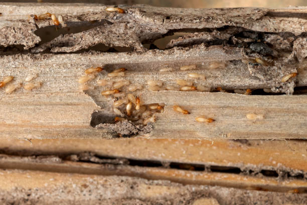 Best Emergency Pest Control  in Stuarts Draft, VA